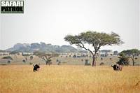 Afrikanska bufflar. (Moru Kopjes i Serengeti National Park, Tanzania)