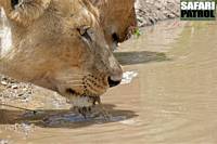 Drickande lejon. (Centrala Serengeti National Park, Tanzania)