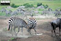 Zebror. (Södra Serengeti National Park, Tanzania)