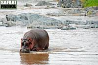 Flodhäst i Retima Hippo Pool. (Serengeti National Park, Tanzania)