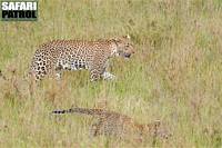 Leoparder. (Centrala Serengeti National Park, Tanzania)