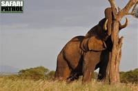 Elefant. (Tarangire National Park, Tanzania)