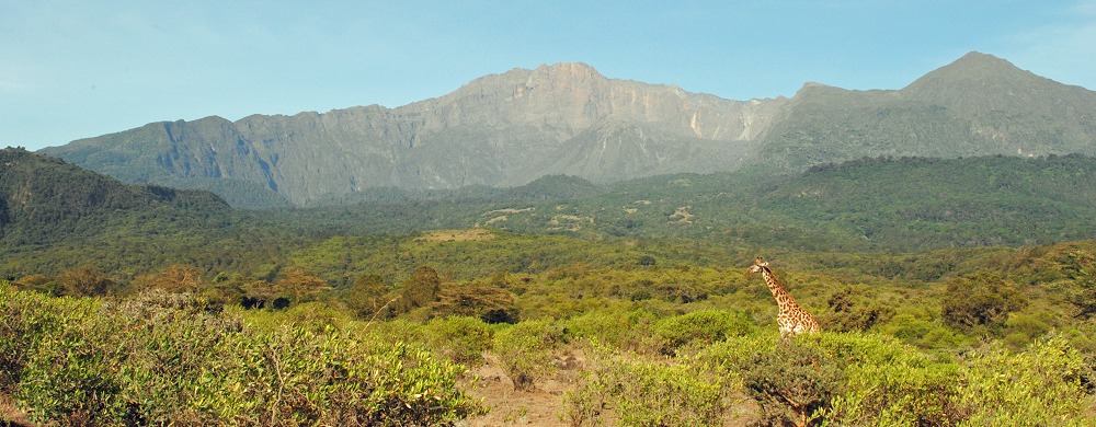 Giraff och Mount Meru i Arusha National Park.