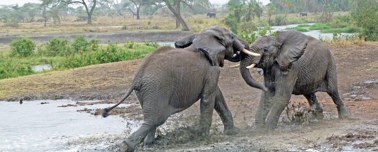 Elefanter i regn vid Seronerafloden i centrala Serengeti.