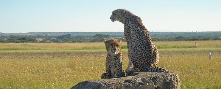 Geparder sitter med utsikt över flygfältet i Seronera.