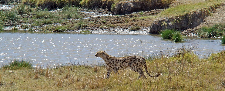 Gepard vid Simba Kopjes Hippo Pool.