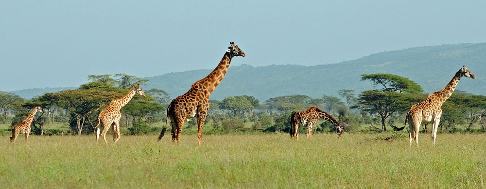 Giraffer i Serengeti.