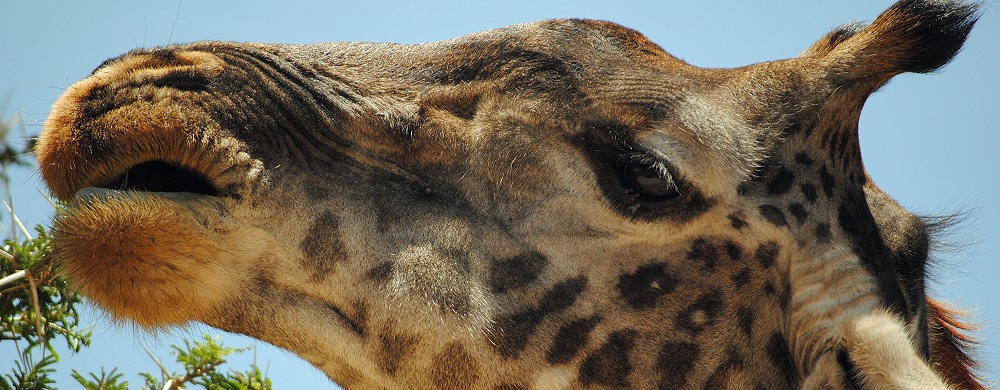 Giraff äter från en akacia.