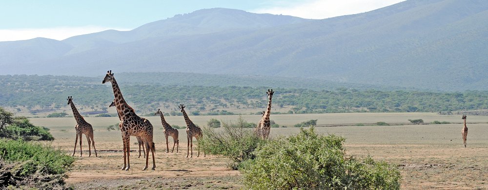 Giraffer i Ngorongoro Conservation Area i Tanzania.