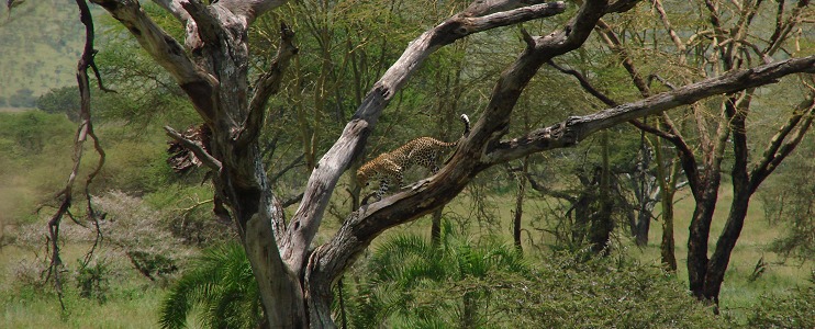 Leopard i ett dött träd vid floden i Seronera.