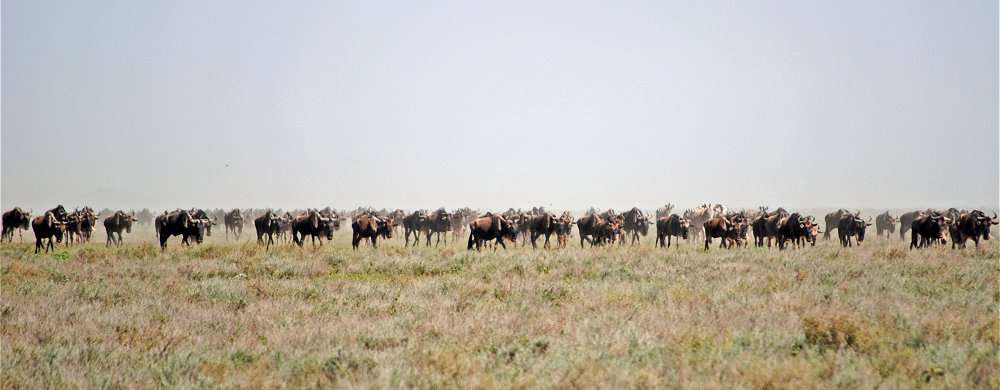 Migrationshjord på vandring genom sydligaste Serengeti.