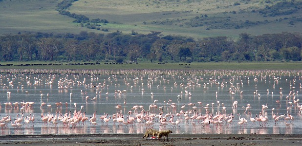 Guldschakaler jagar flamingo på Lake Magadis strand i Ngorongorokratern.