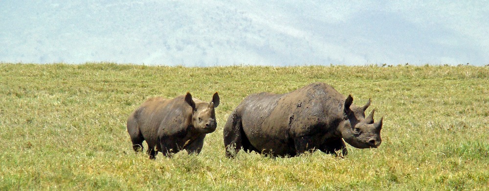 Spetsnoshörningar, som också kallas svarta noshörningar.