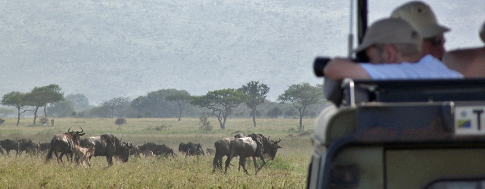Djurfotografering i centrala Serengeti. 
