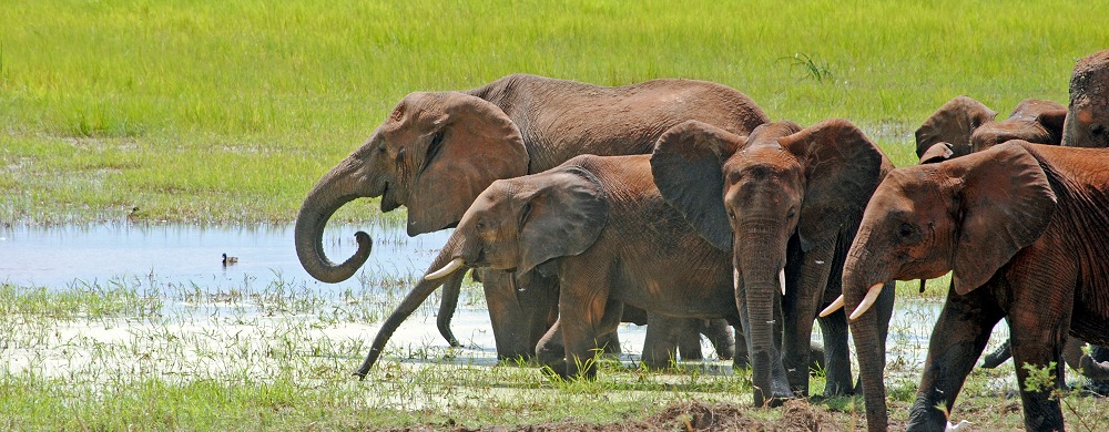 Elefanter i våtmarkerna i sydöstra Tarangire.