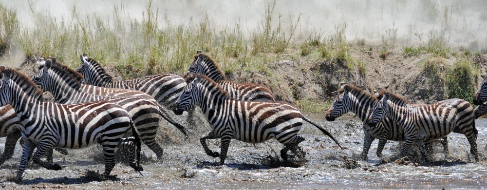Zebror i Serengeti.