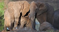 Elefanter i Tarangire.