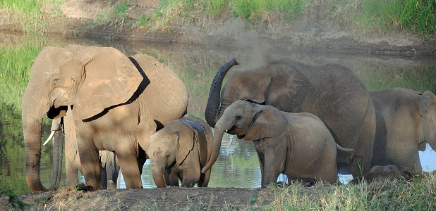Elefanthjord vid floden.