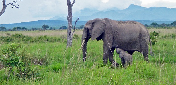 Elefanter på savannen i Mikumi.