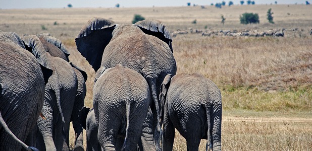 Elefanthjord i Serengeti i Tanzania.