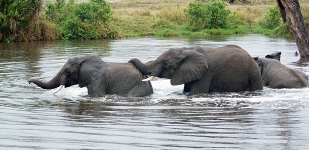 Elefanter badar i Seronerafloden i Serengeti.