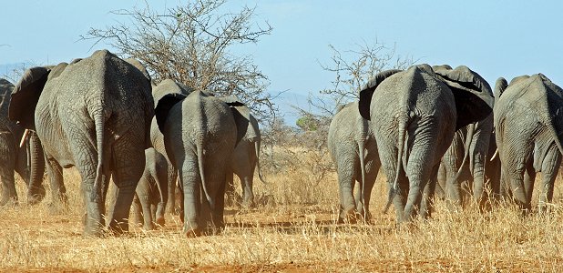 Elefanthjord i Tarangire.