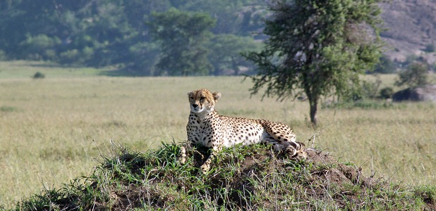 Gepard i Moru Kopjes i södra Serengeti.