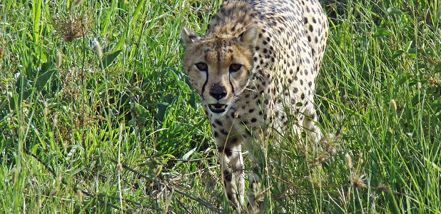 Gepard i Serengeti i Tanzania.