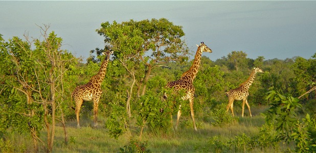 Giraffer i Nyerere National Park i södra Tanzania.