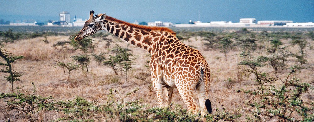 Giraff i Nairobi National Park.