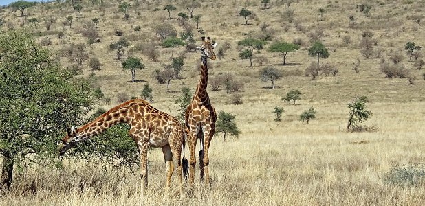 Giraffer i Serengeti.