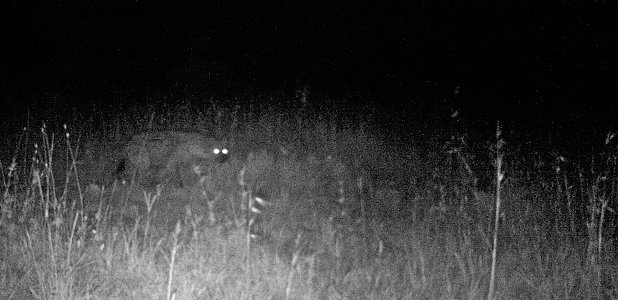 En hyena utanför tältet på natten.