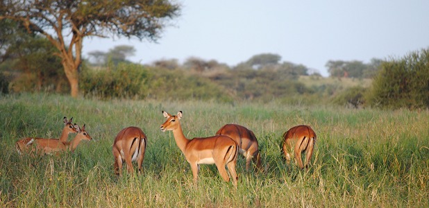 Impalaantiloper i Tarangire.