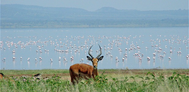 Impalahane och flamingor vid Lake Manyara.