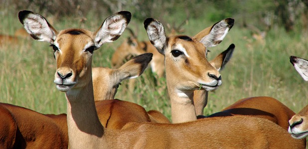 Impalaantiloper.