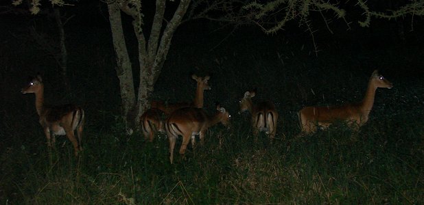 Impalaantiloper i nattmörkret.