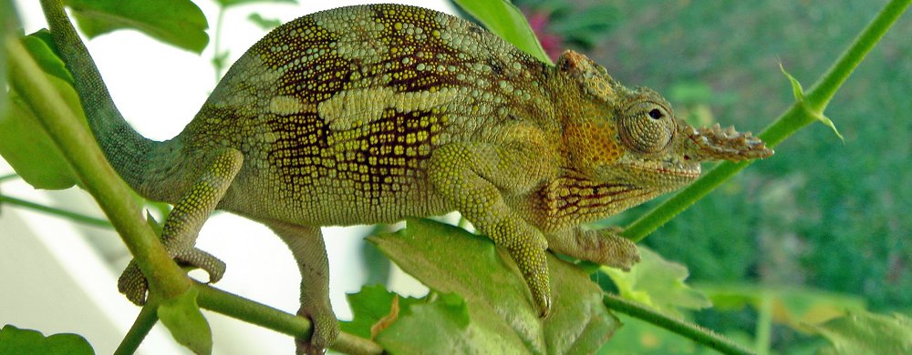 Kameleont (Chamaeleo tavetanus).