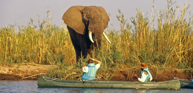 Kanotsafari och elefant i Lower Zambezi.