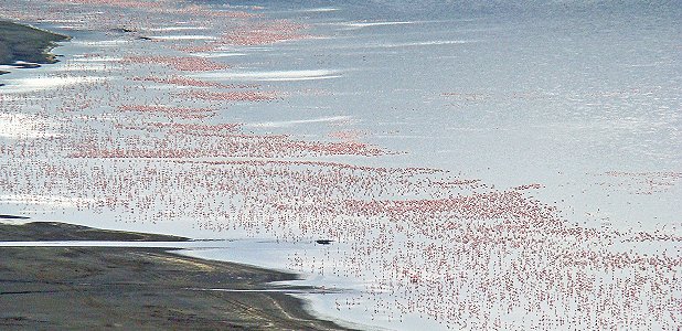 Stora mängder flamingor i Lake Nakuru sedda från Baboon Cliff väster om sjön.