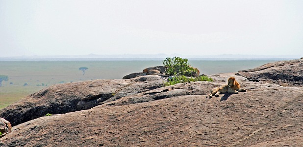 Lejon på kopje/granitö i Serengeti i Tanzania.