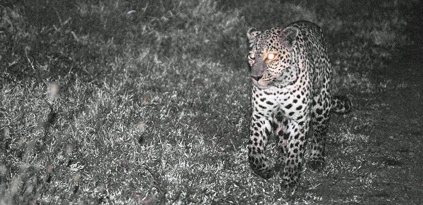 Leopard i nattmörkret.