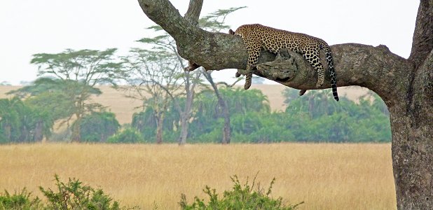 Leopard i korvträd.