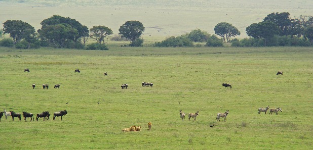 Gnuer och zebror bevakar en grupp lejonhanar hitom den trädkantade Mungefloden.