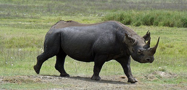 Spetsnoshörning/svart noshörning.