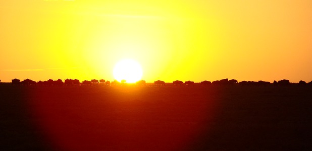 Gnuer i soluppgången i Serengeti.