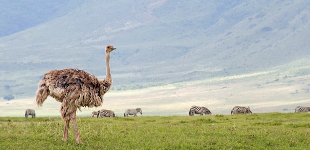 Struts i Ngorongorokratern.