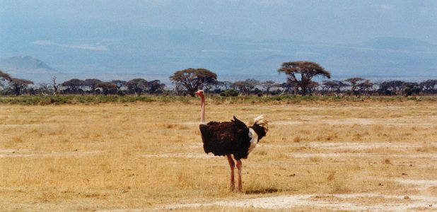 Strutshane på savannen i Amboseli.