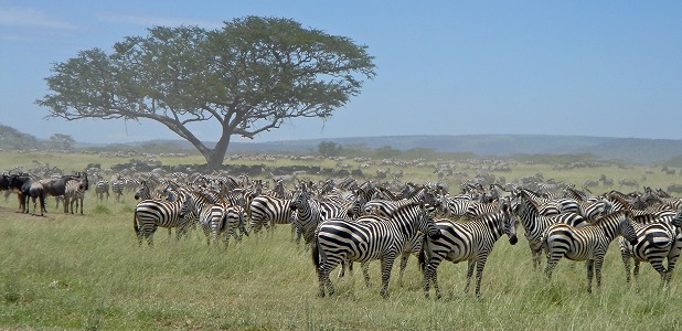 Sportlov: Migrationen i södra Serengeti.