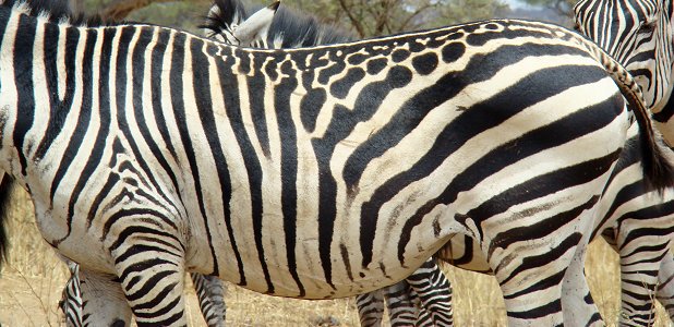 Udda mönster på en zebra.