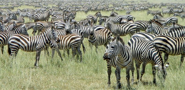 Stor zebrahjord i Serengeti.
